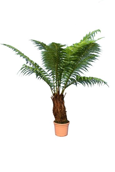 Dicksonia antarctica - stam 40-50 cm [pallet]