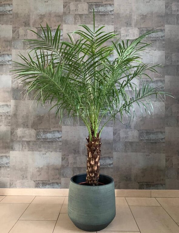 Bij naam Aardbei Volwassenheid Kamerpalmen | De mooiste palmen koopt u online - MyPalmShop