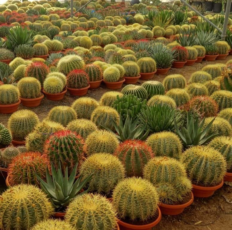 Positief Kauwgom karbonade Cactus kopen? MyPalmShop levert snel en in heel Europa! - MyPalmShop