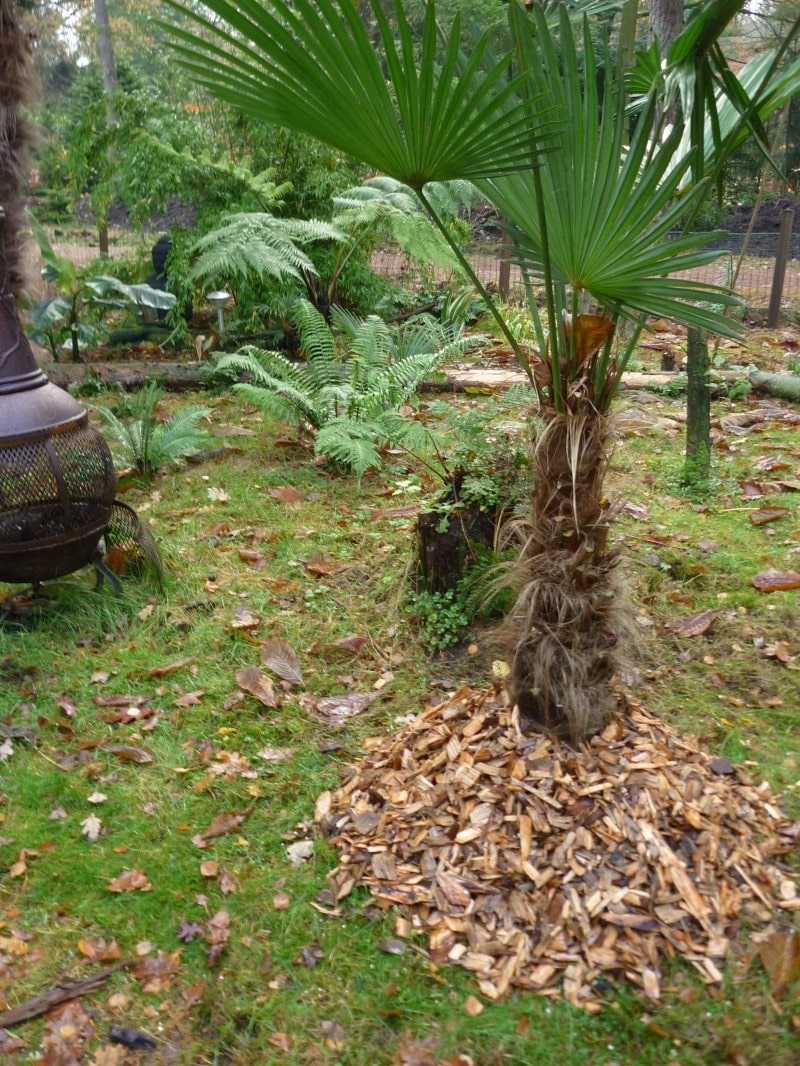 GardenGloss® Voile d'hivernage [Différentes Dimensions et Couleurs] –  Protection hivernage pour Plantes en Pots et Palmiers – Résistant à la  déchirure, Stable aux UV et réutilisable : : Jardin
