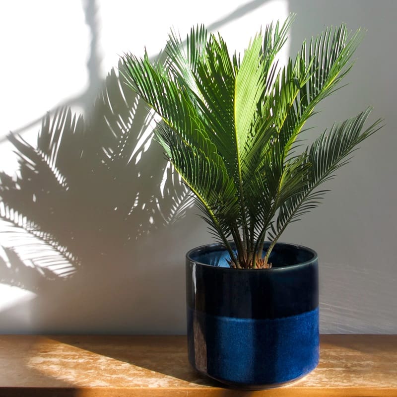 De impact van licht op Cycas revoluta: hoe zorgt u voor de juiste hoeveelheid licht?