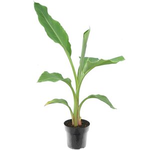 achterlijk persoon Gelukkig mooi Bananenplant - MyPalmShop