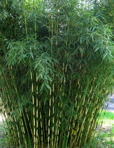 Nageslacht dwaas Ringlet Niet woekerende bamboe - MyPalmShop