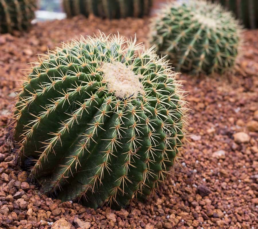 Echinocactus