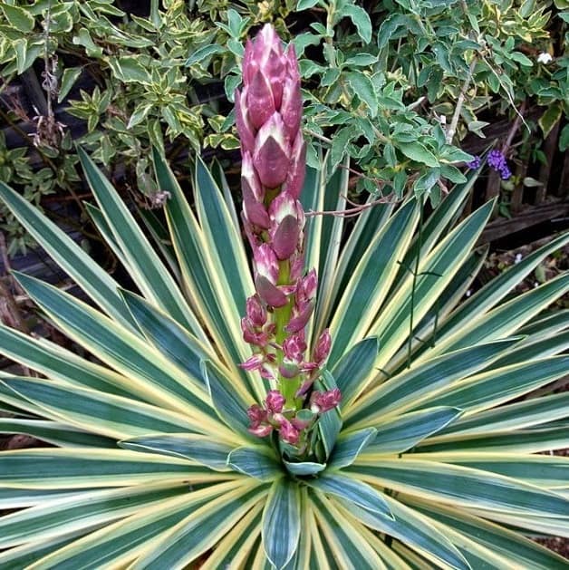 Yucca gloriosa