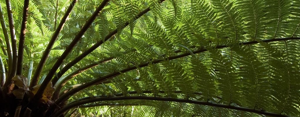 Boomvarens Boomvarens