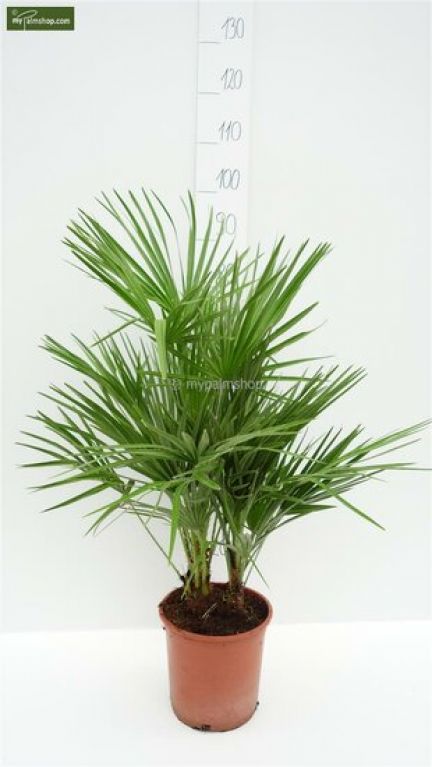 Chamaerops humilis