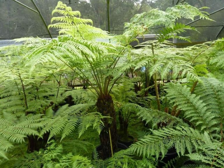 Cyathea australis