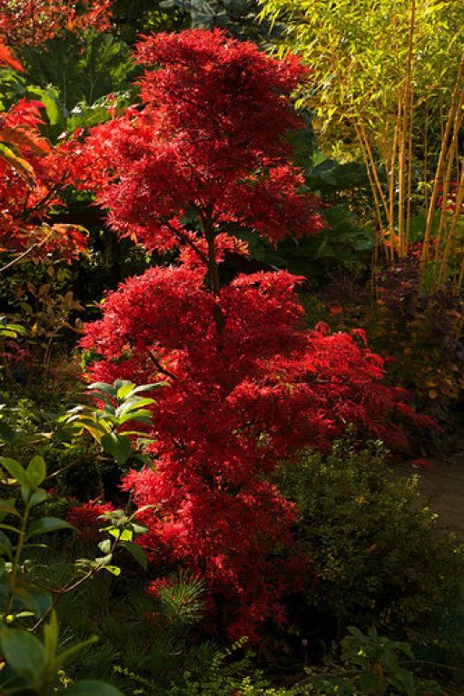 Acer palmatum Shaina