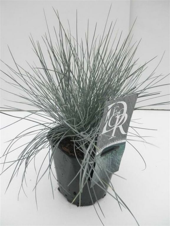 Festuca glauca Elijah Blue