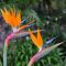 Strelitzia reginae k-min