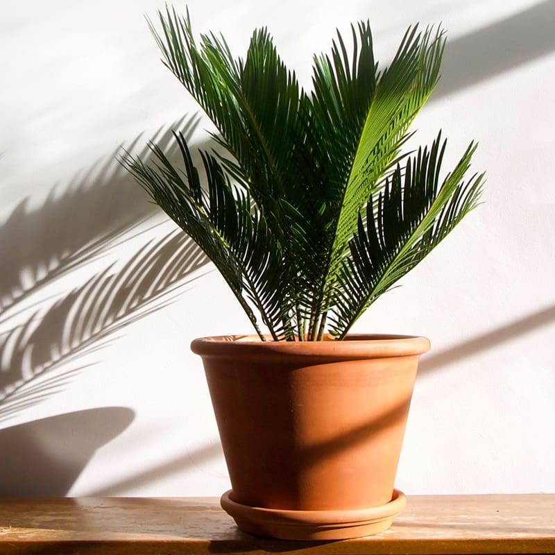 Cycas revoluta versus andere populaire kamerplanten: wat zijn de verschillen?