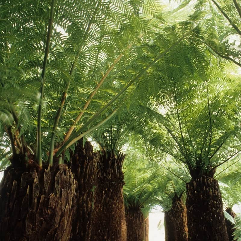 Dicksonia antarctica in pot: hoe verzorgt u deze het beste?