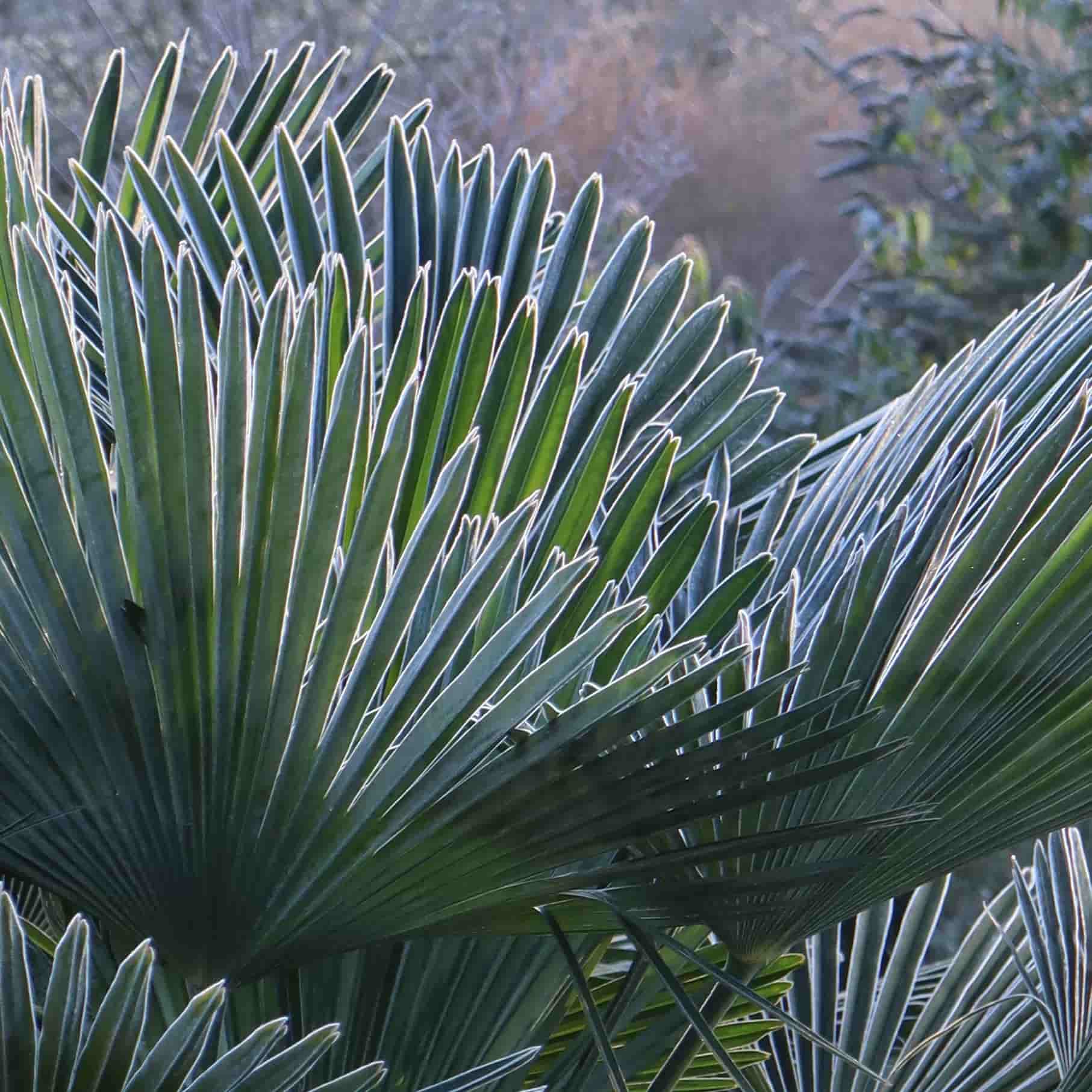 De verschillende soorten Trachycarpus fortunei: welke soorten zijn er en wat zijn de verschillen?