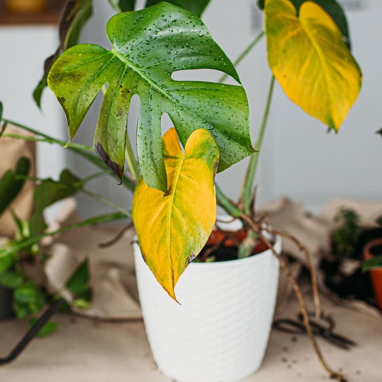 Waarom worden de bladeren van mijn kamerplant geel?