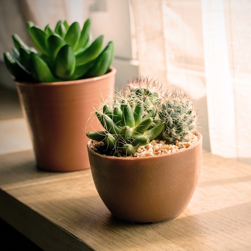 De voordelen van het hebben van woestijnplanten in huis