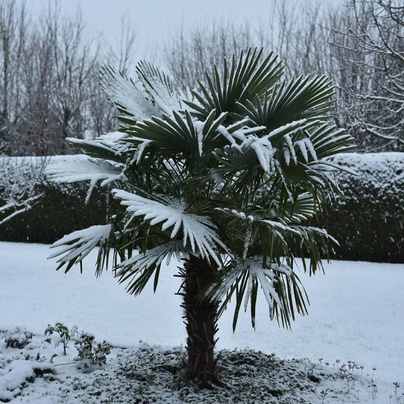 Trachycarpus fortunei in de tuin: hoe kan je deze palmboom het beste planten en onderhouden?