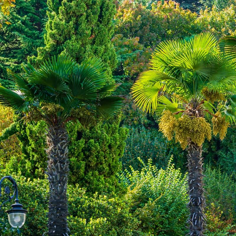 Het verzorgen van Trachycarpus fortunei: van water geven tot bemesten