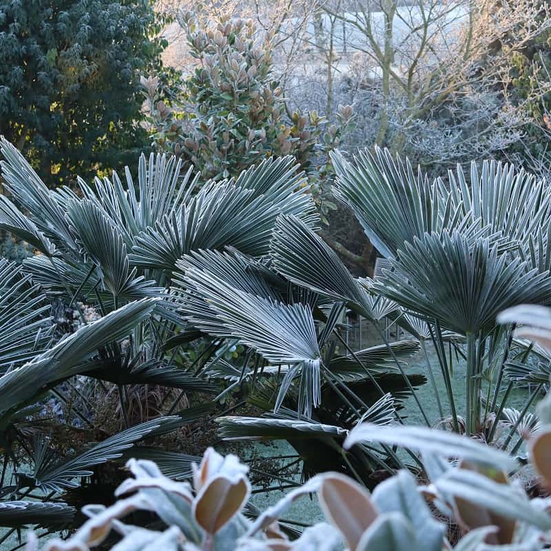 Trachycarpus wagnerianus: de ideale boom voor de tuin