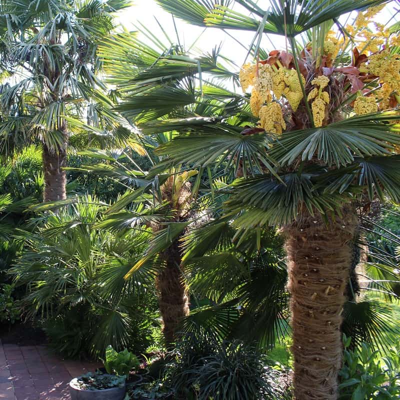 Alles wat u moet weten over Trachycarpus wagnerianus