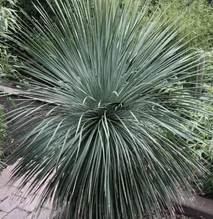 De verzorging van Yucca rostrata: tips en advies