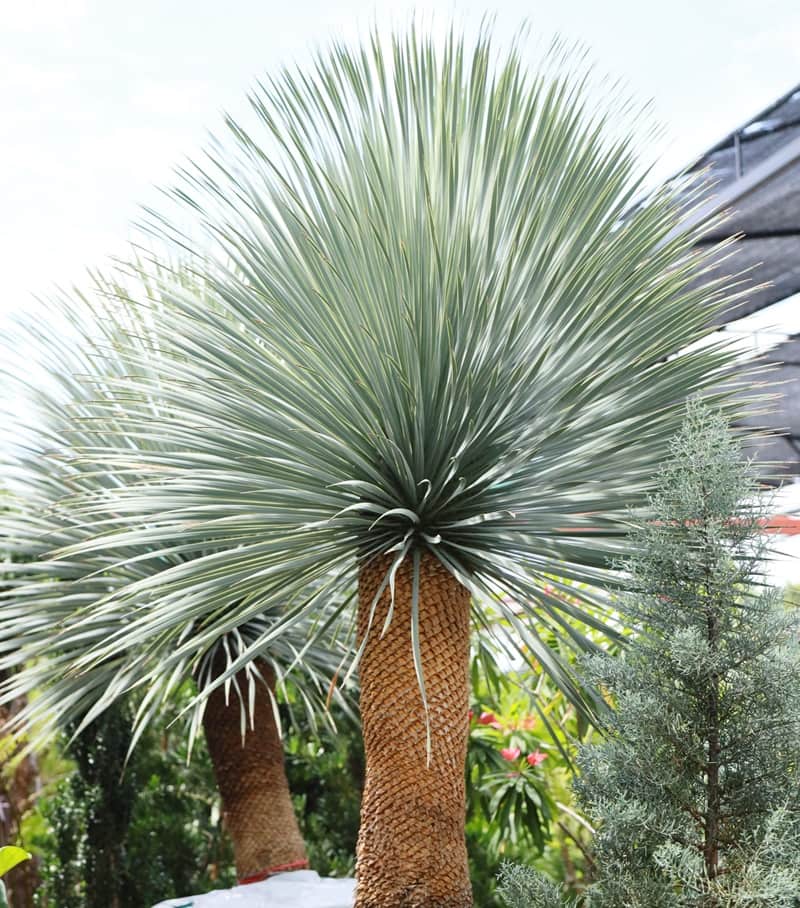 Hoe u Yucca rostrata het beste kunt verzorgen